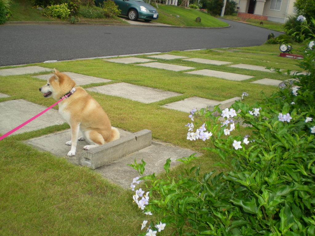 2010年9月12日(日)愛ちゃん、ゴネる!_f0060461_10371693.jpg