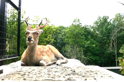 旭山動物園へGOっ！そして旅の終わり_d0153184_14465860.jpg