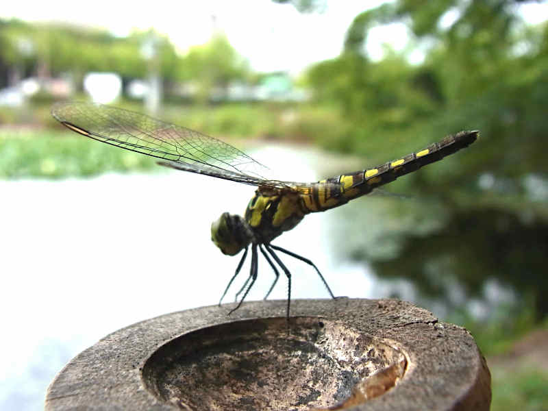 f0204094_1628329.jpg