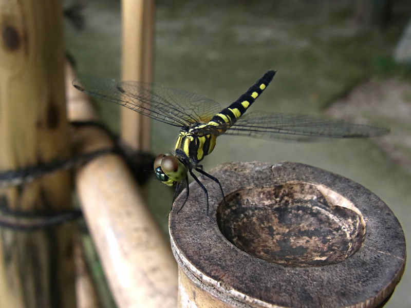 f0204094_16285313.jpg