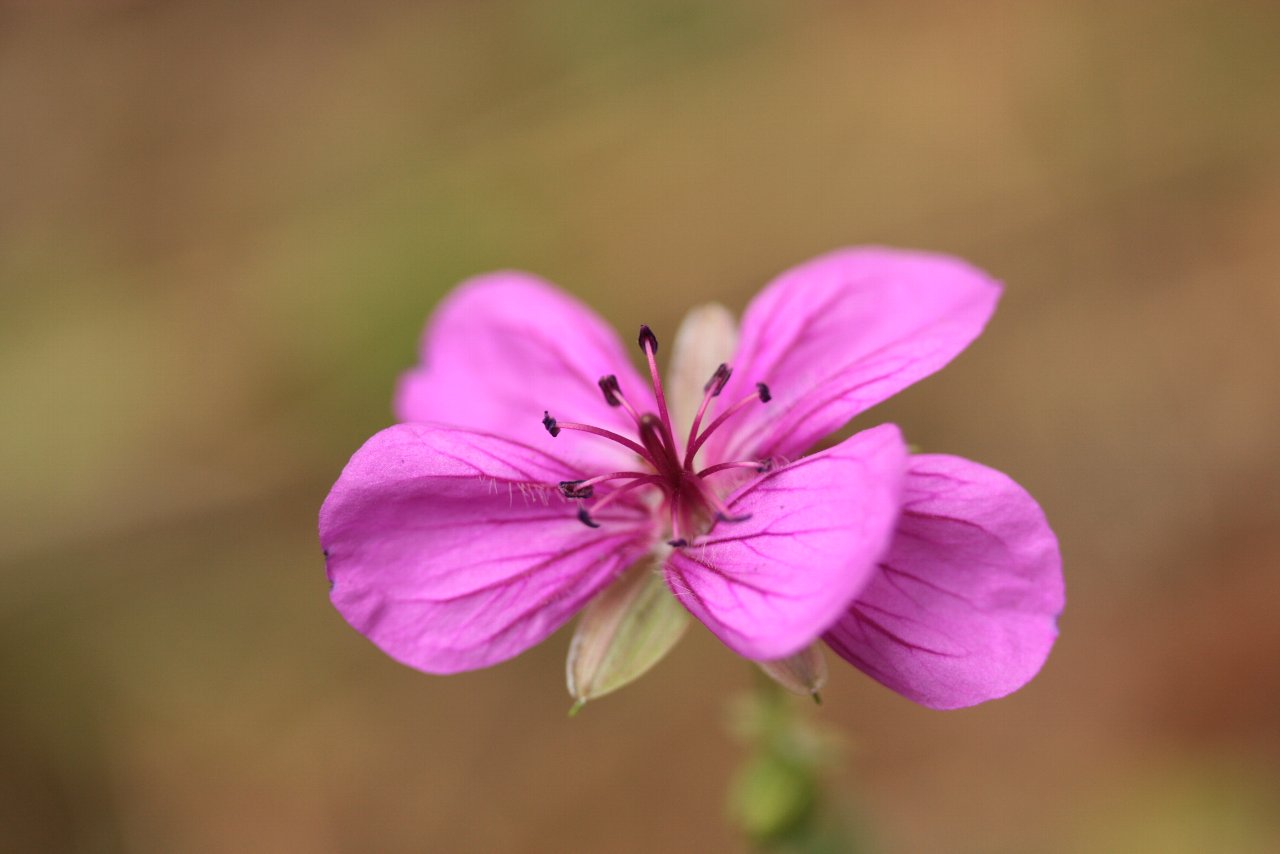 【ミントガーデン周辺の花達（３）】_e0167295_1183568.jpg