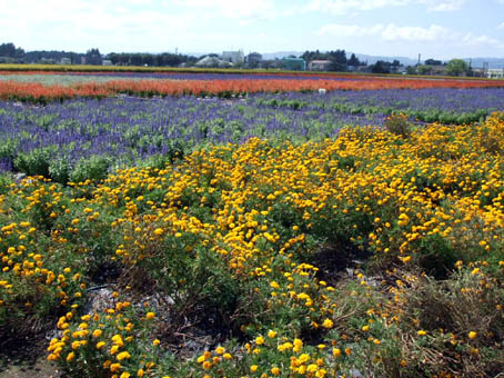 横手市の花畑_f0019498_1725481.jpg