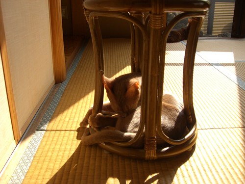 アレルギー_b0104005_11124547.jpg