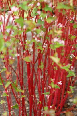 印刷 赤い茎 植物 植物の名前 赤い茎