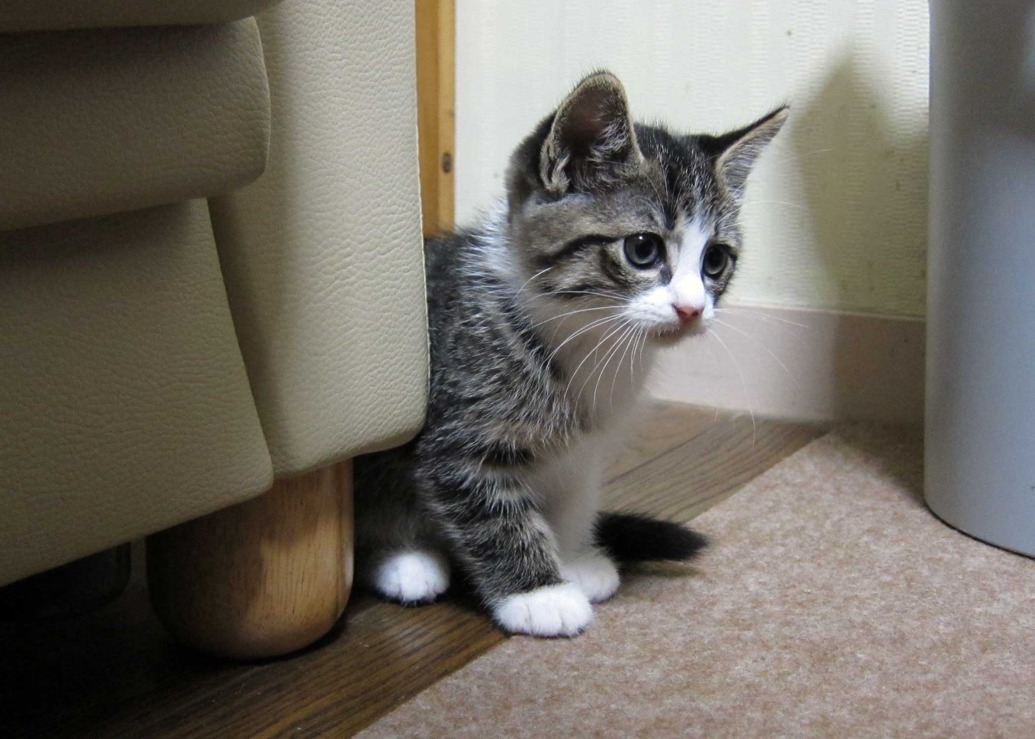 猫がきた!_f0141609_2331163.jpg