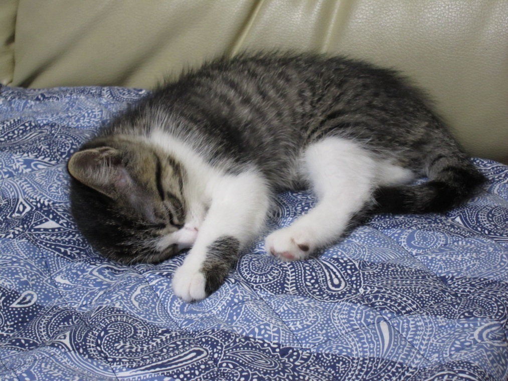 猫がきた!_f0141609_2333157.jpg