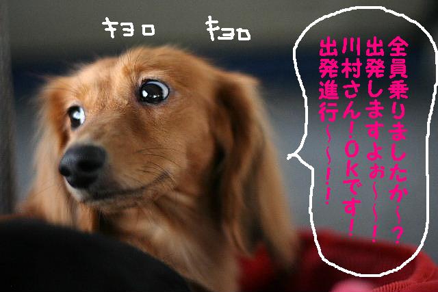 ダックスちゃんまみれ！_b0130018_1538486.jpg
