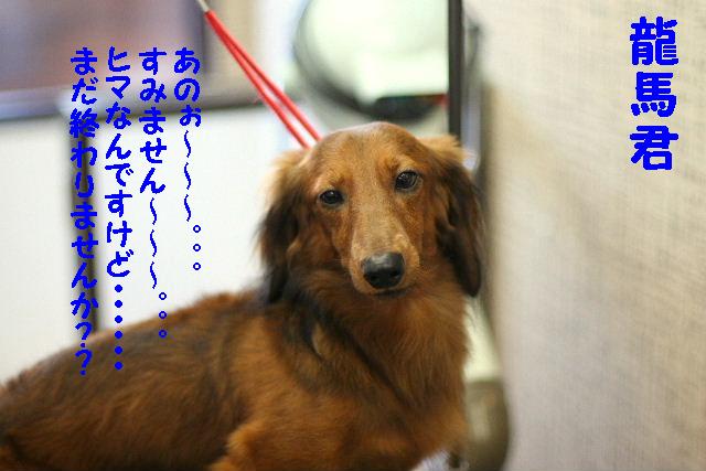 ダックスちゃんまみれ！_b0130018_15452079.jpg