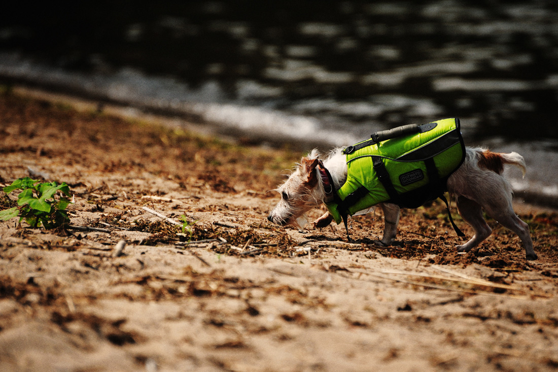 A Dog in Green_c0189822_19582246.jpg