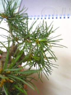 五葉松の二番芽が吹く 七輪陶芸で盆栽鉢 とか を焼く 五葉松の二番芽が吹く 七輪陶芸で盆栽鉢 とか を焼く