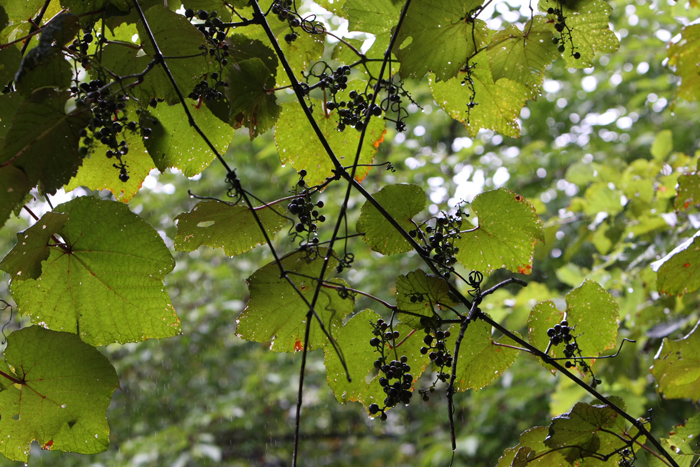 a0087133_6521798.jpg