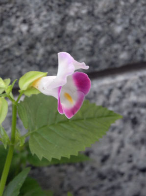 都会のハナウリクサ Torenia 素人写人 雑草フォト爺のブログ