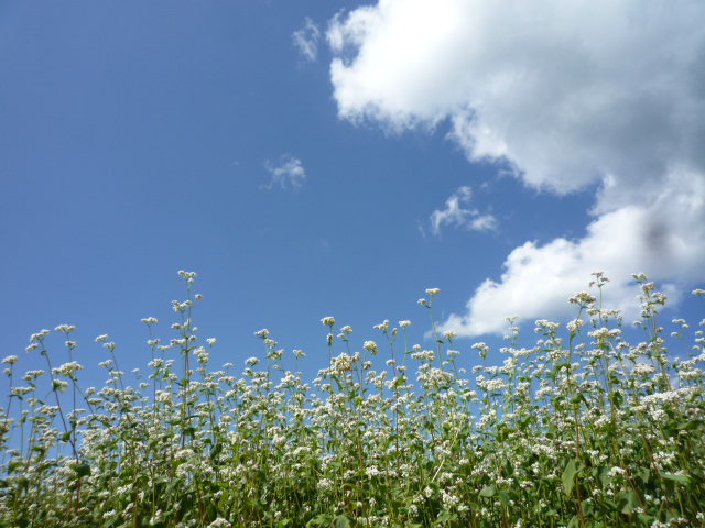 2010年キャニオニング野点（第１回遠征茶会）_d0157941_1825678.jpg