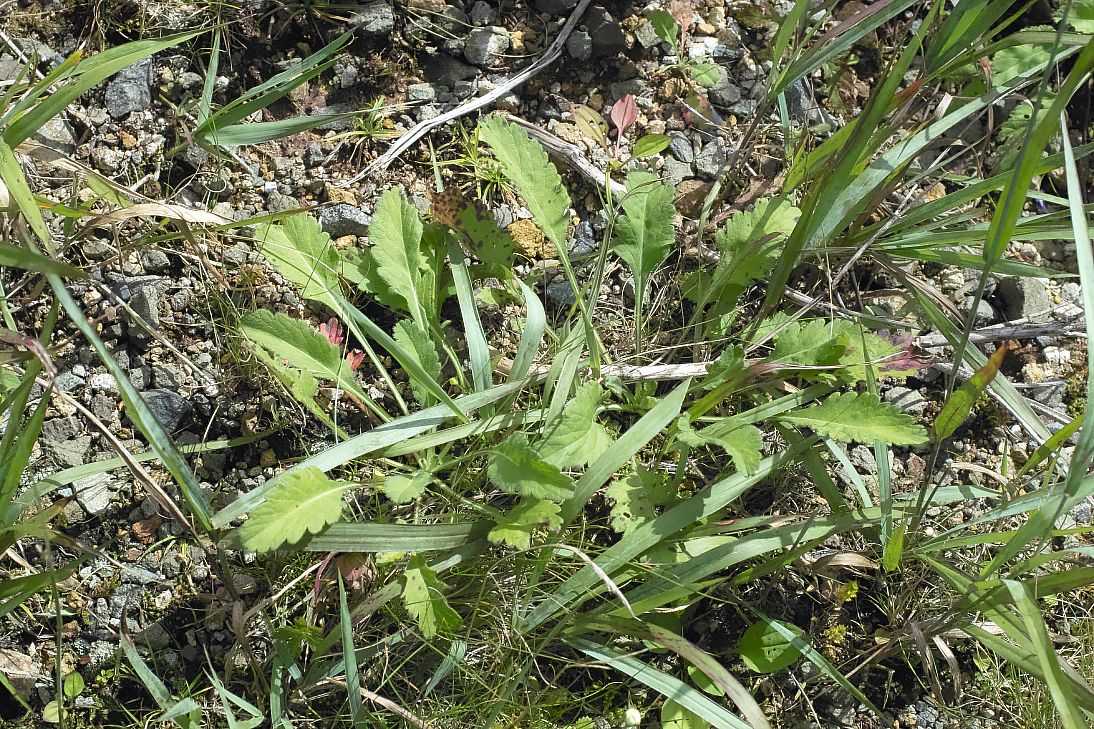 植物観察会：野反湖_c0008948_7184244.jpg