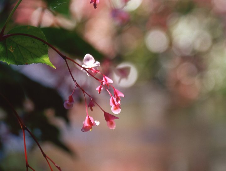 シュウカイドウの花・・・_f0169053_19241329.jpg