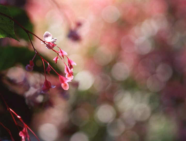 シュウカイドウの花・・・_f0169053_19242834.jpg