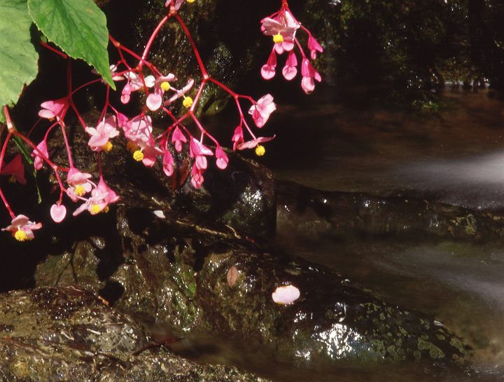 シュウカイドウの花・・・_f0169053_19245581.jpg