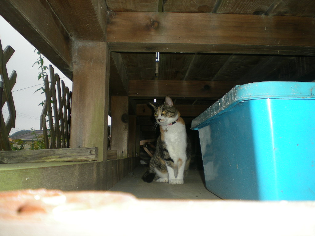 2010年9月13日(月)心ちゃんの門限破り!_f0060461_9305360.jpg