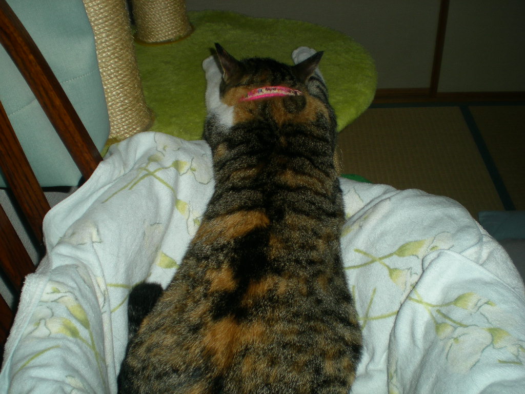 2010年9月13日(月)心ちゃんの門限破り!_f0060461_9441649.jpg