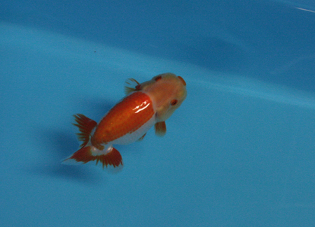 a0162263_21405536.jpg