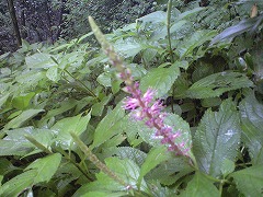 b0061863_22241116.jpg