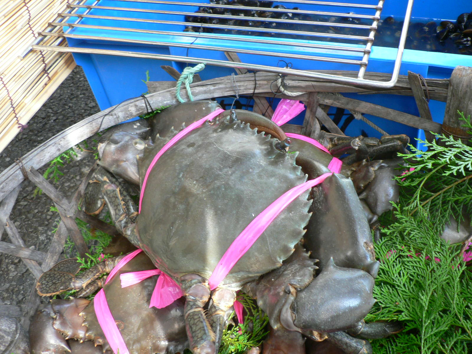 浦戸湾に潜む巨大エガニ 古いバイク陸王と 犬
