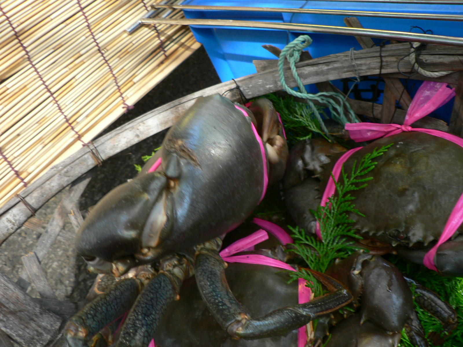 浦戸湾に潜む巨大エガニ！_e0142063_773192.jpg