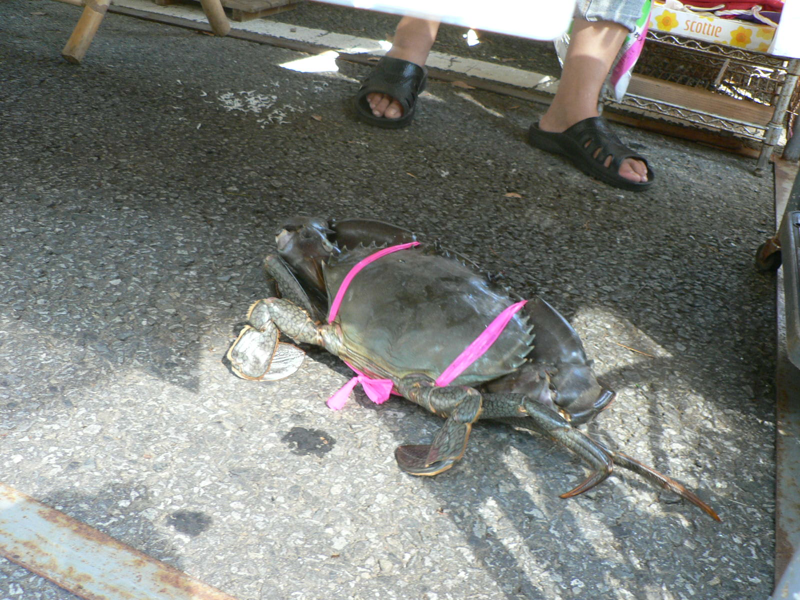 浦戸湾に潜む巨大エガニ 古いバイク陸王と 犬