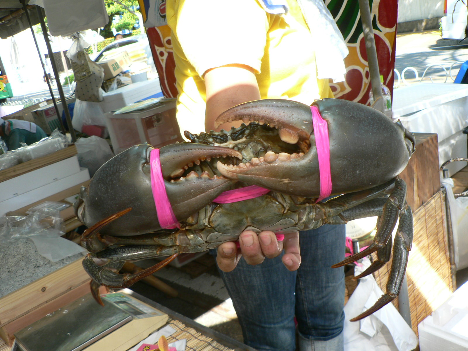 浦戸湾に潜む巨大エガニ 古いバイク陸王と 犬