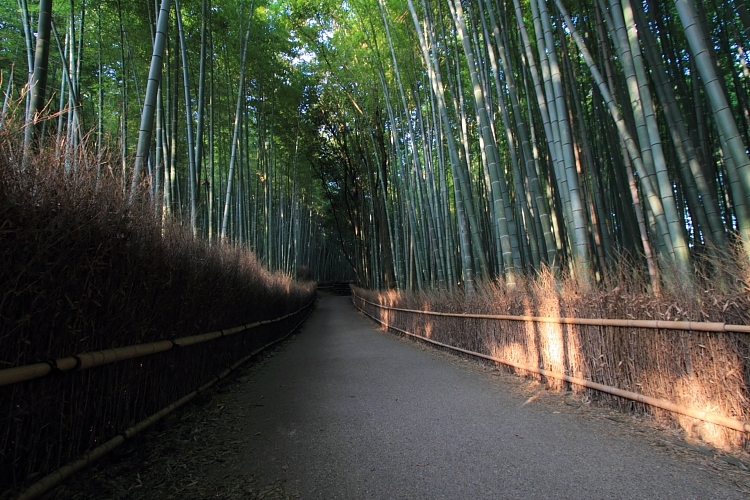 早朝の嵐山・嵯峨野_e0051888_22254455.jpg