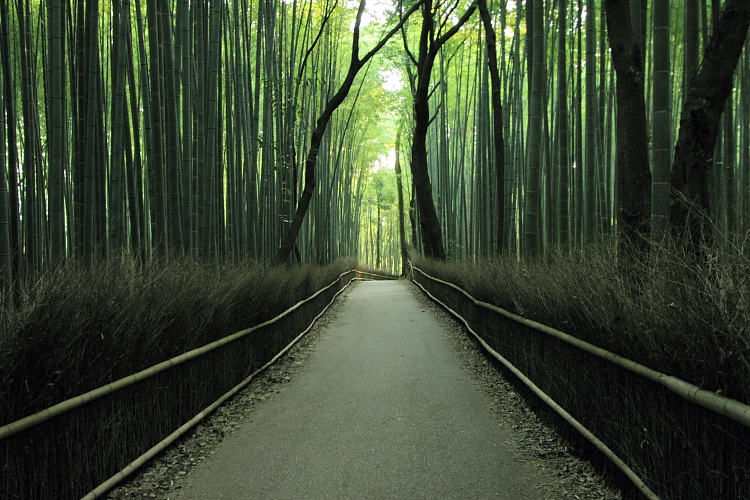 早朝の嵐山・嵯峨野_e0051888_22262690.jpg