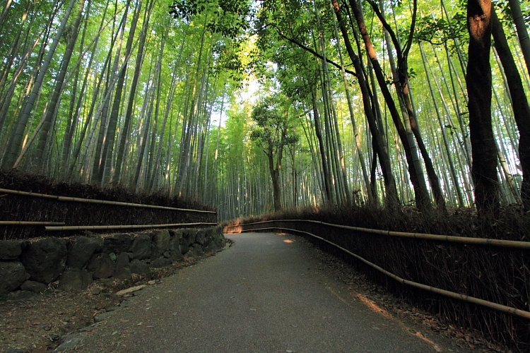 早朝の嵐山・嵯峨野_e0051888_2226870.jpg