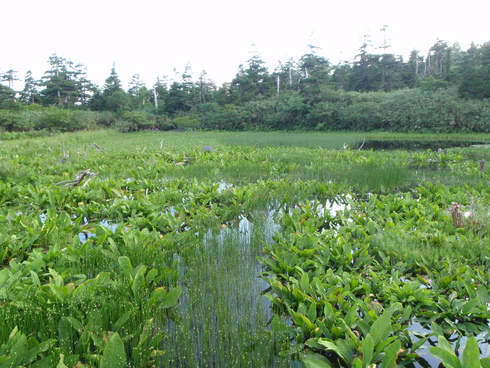 岩手・その３　葛根田川　2日目_c0018489_235848.jpg