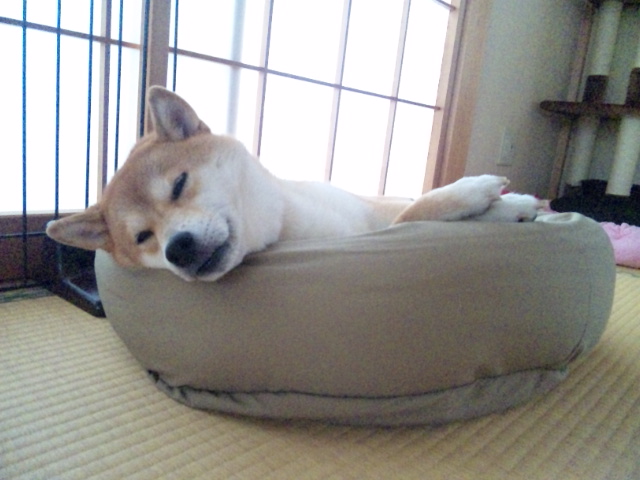 うちの母を宜しく_a0126590_045311.jpg