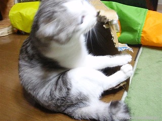 いきおいあまった猫_a0159490_14315439.jpg