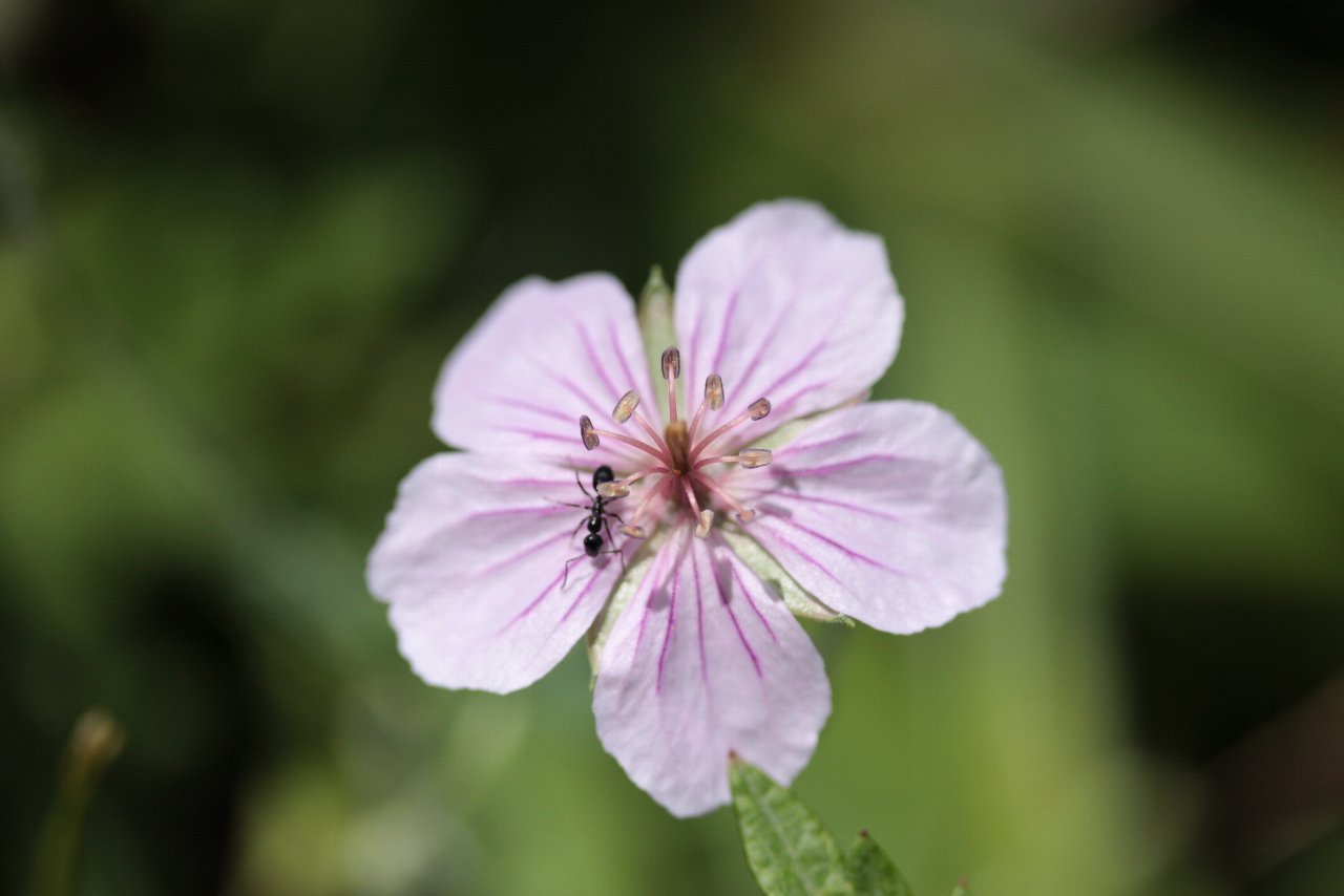 【霧ヶ峰周辺の花達（２）】_e0167295_22515475.jpg