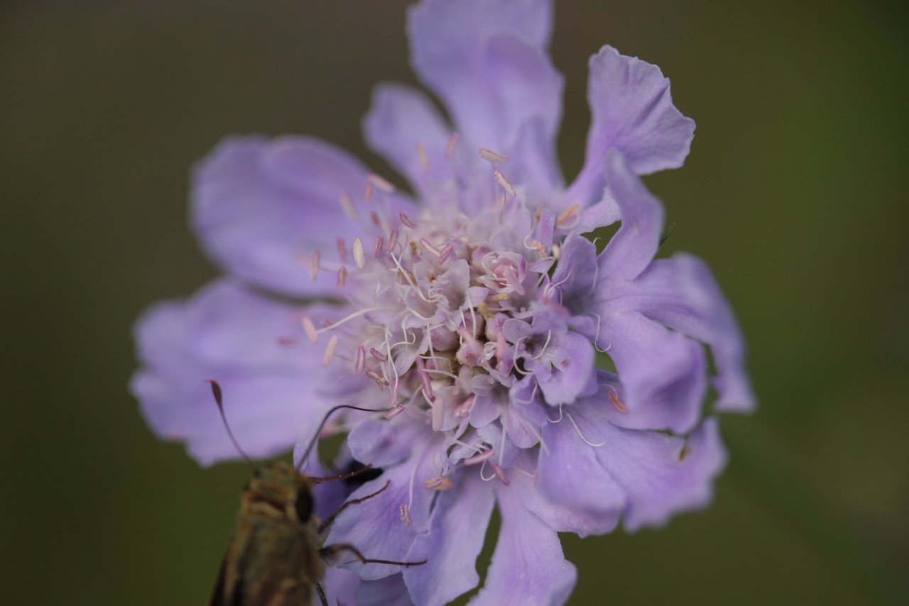 【霧ヶ峰周辺の花達（２）】_e0167295_2252371.jpg