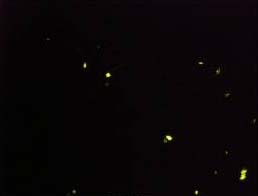 f0183801_94473.jpg