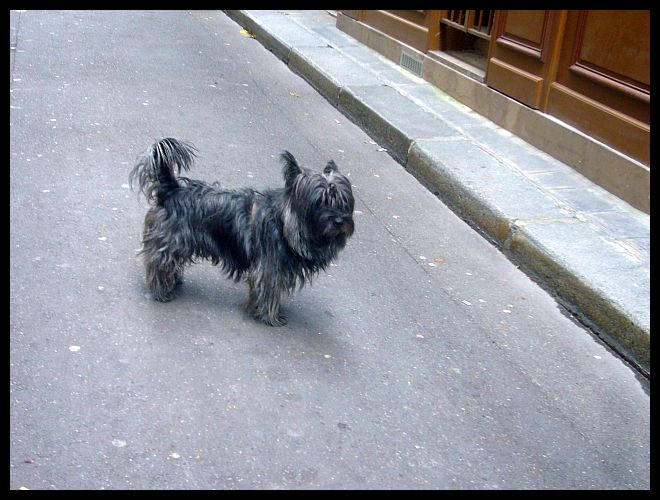 【ワンコCHEIN】街角のワンコ9月12日(サンジェルマン界隈)PARIS_a0008105_19125599.jpg