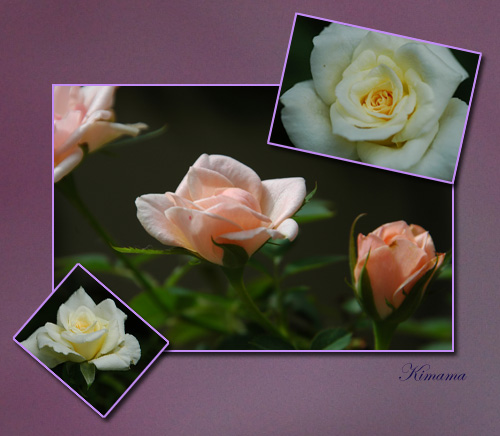 庭の花_c0051105_93477.jpg