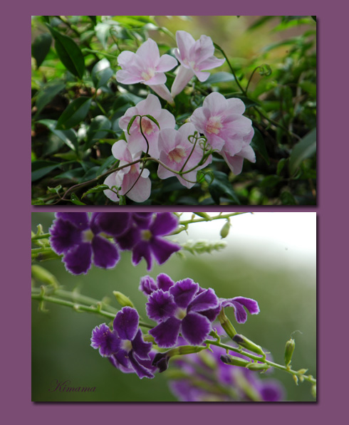 庭の花_c0051105_94321.jpg