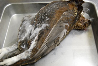 Grouse 入荷！_e0025817_18373883.jpg