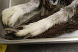 Grouse 入荷！_e0025817_1846396.jpg