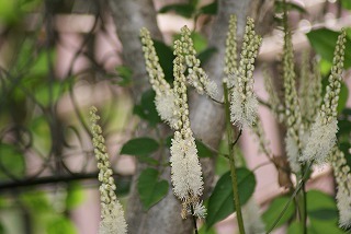 f0170524_11564781.jpg