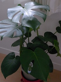 Monstera_a0156230_17385073.jpg