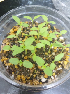 カスミ草の成長 発芽 にわあそび