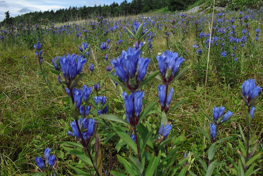 山の上のリンドウ！五味池破風高原_e0169952_17345394.jpg