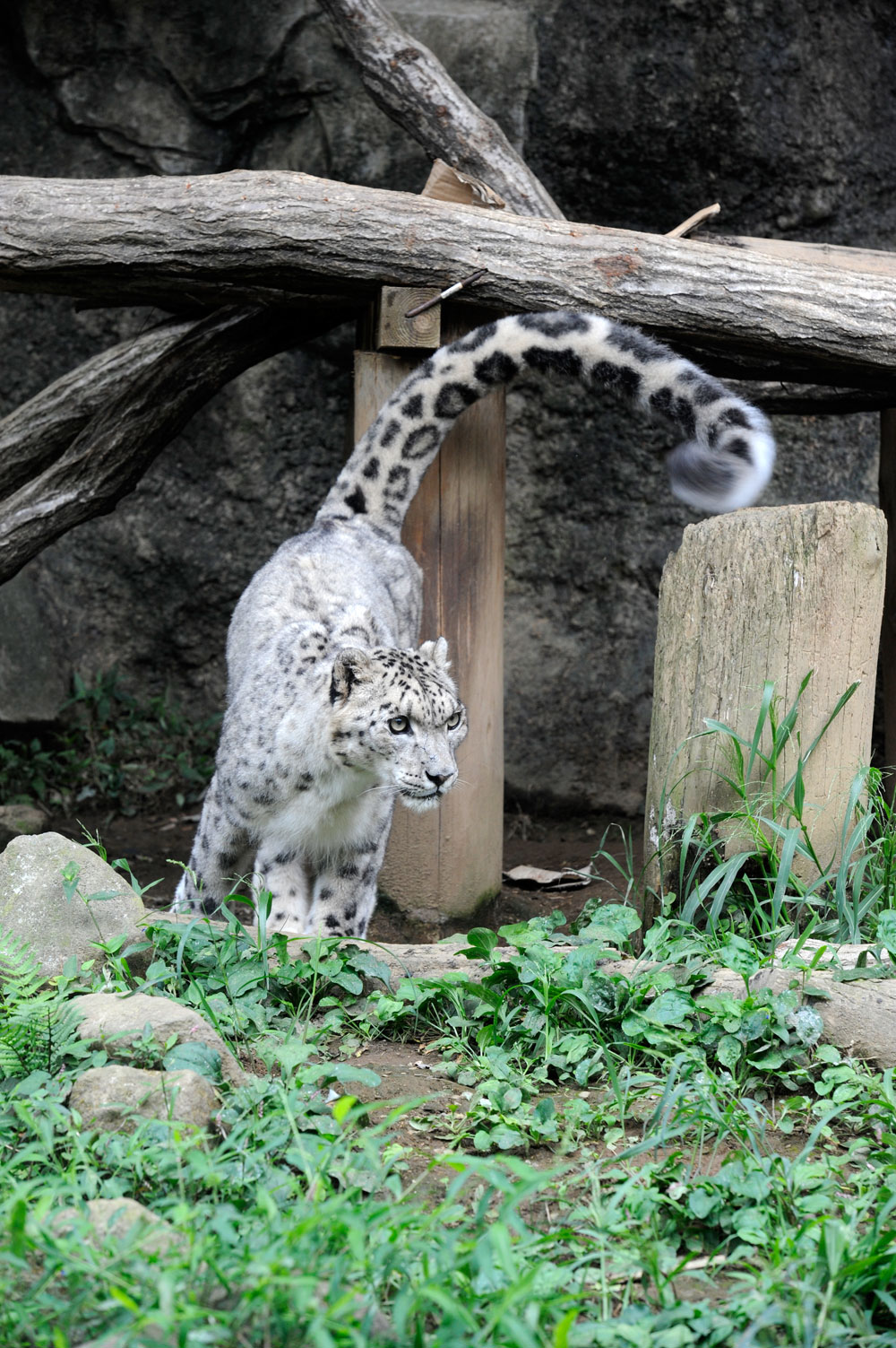ユキヒョウの尻尾 動物園へ行こう