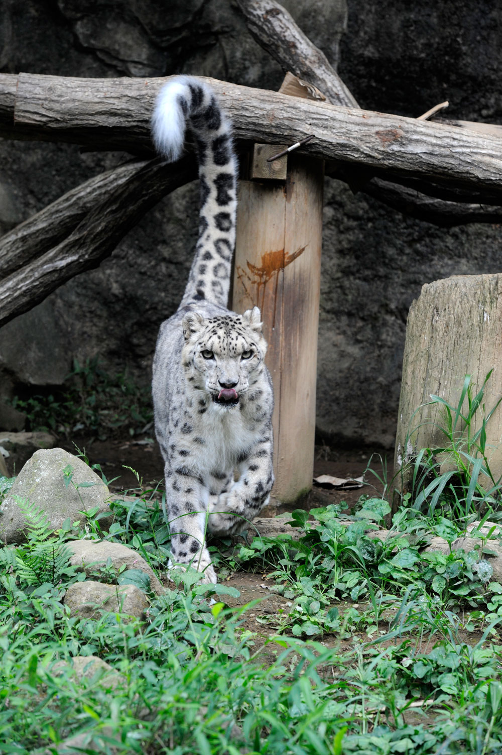 ユキヒョウの尻尾 動物園へ行こう