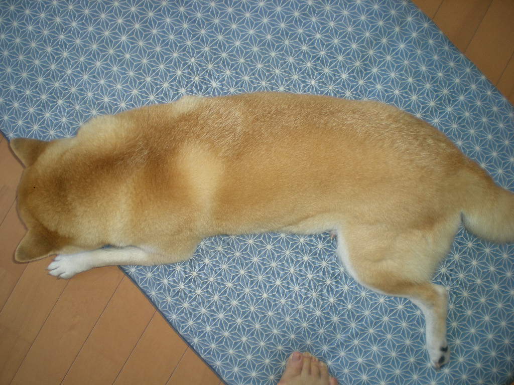 2010年9月14日(火)愛ちゃんと心ちゃんの七変化!_f0060461_941272.jpg